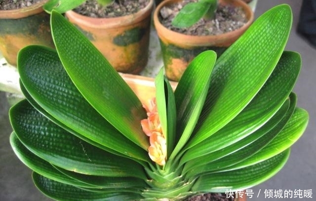 花葶|君子兰夹箭难开花?老花农教你这样补救,开花上百朵,效果神了