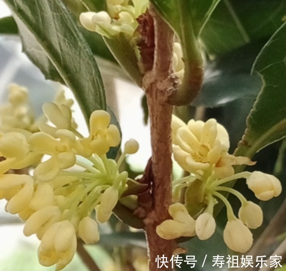 这么养桂花，阳台一小盆就开出大片金黄，香气十里外都能闻到！