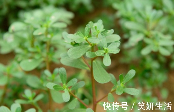 野草|十个女人九个易过敏，用此“野草”煮水涂脸，皮肤状态越来越稳定