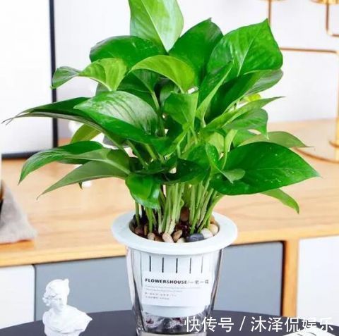 卧室放什么植物盆栽好给你推荐8款不用费心了，净化空气没烦恼!