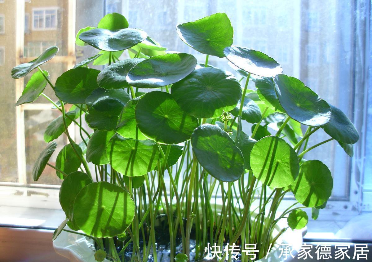 花盆|养花试试这几款，简简单单的配一个花盆，就是一个漂亮的绿植