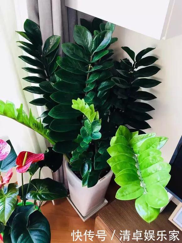 养花|养花技巧6种花须用小盆“挤着养”，控水好、长得旺！