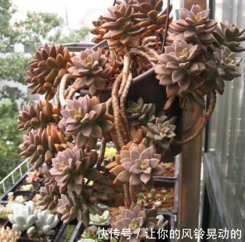 养分|养多肉植物，给它浇2种水，不施肥也能越长越胖！