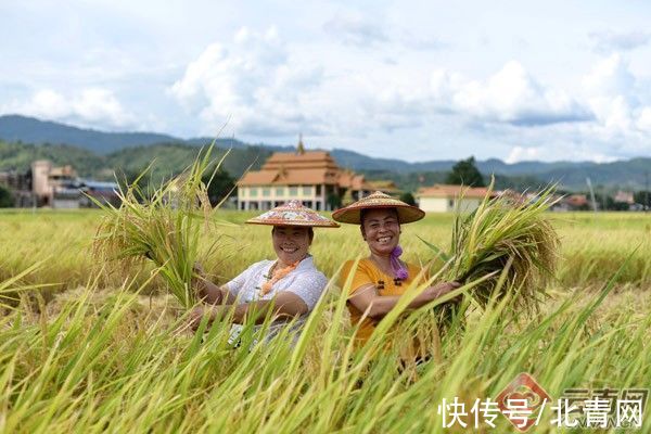 遮放米|酸茶配米饭 人人都点赞“芒市谷子遮放米”亮出城市“白金名片”