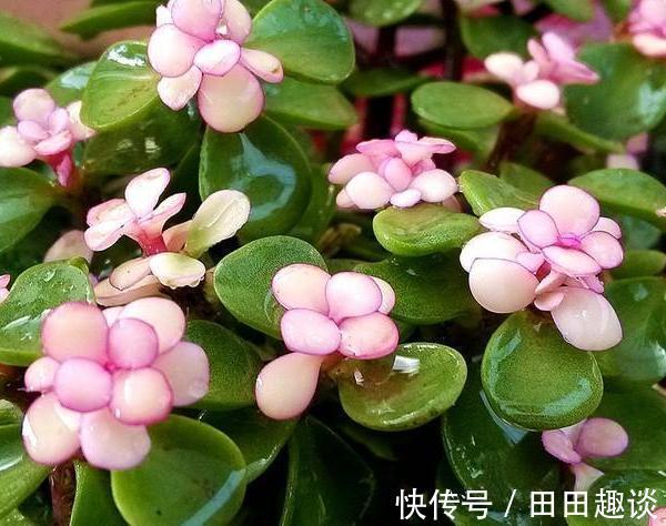 路边挖一棵马齿苋,养成老桩做盆景,开花一层层,真值钱了