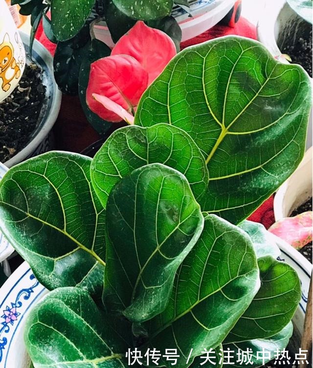 这花真是太难养了,买一盆死一盆,新手还是要谨慎!