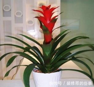  植物|卧室客厅养花？养这些耐阴花卉，色彩斑斓爱爆盆