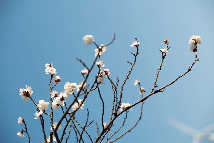 又是一年杏花开，趁着春日烂漫，一起去踏青赏花呀