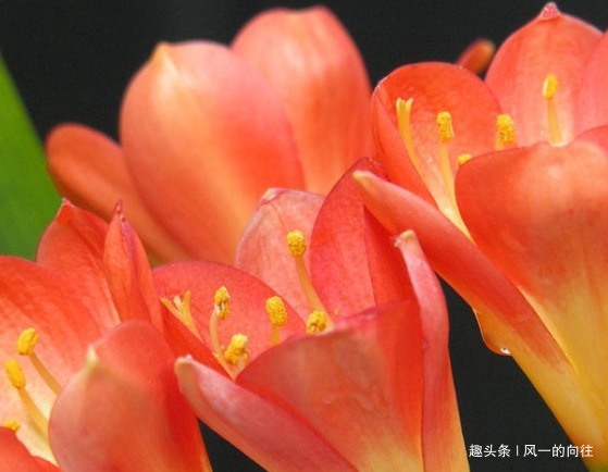 家养君子兰的3个小技巧，学会轻松花开爆满盆，建议收藏