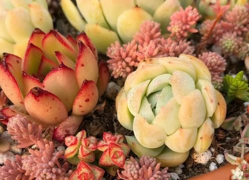 4月末，养殖多肉莫错过最后的换盆时机，操作得当1周就服盆