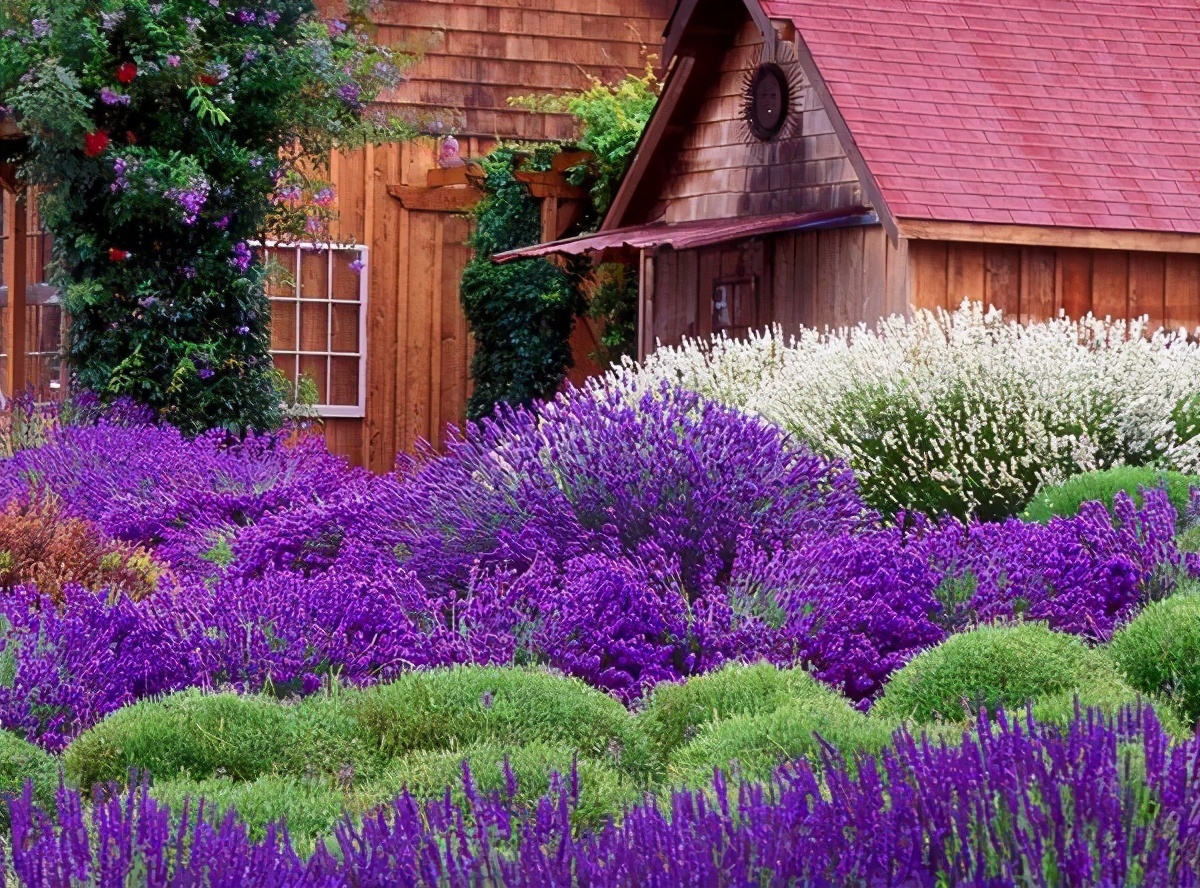 扦插|邻居的院子夏日几乎没“蚊虫”,原来是因为养了3种花,我也要养