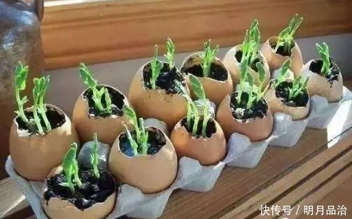 花卉|养花想用“鸡蛋壳”学会2个小技巧,肥效足、不生虫子