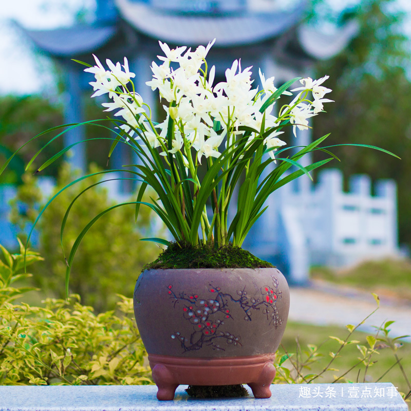 兰花施肥有讲究，跟老花匠学3招，花开爆盆