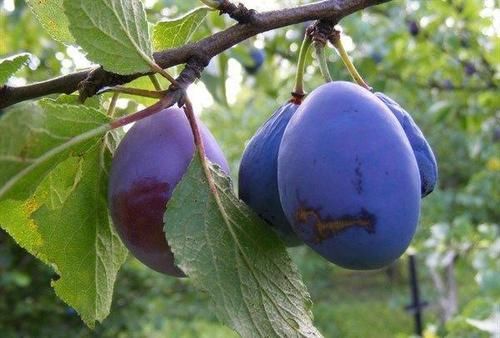 滋补身体|女性到了中年,要坚持吃3种食物,美容养生,滋补身体