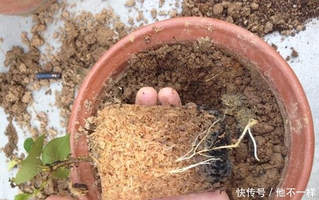 养花土不用买,3种料放在花盆下,就是花卉万能土,养啥旺啥