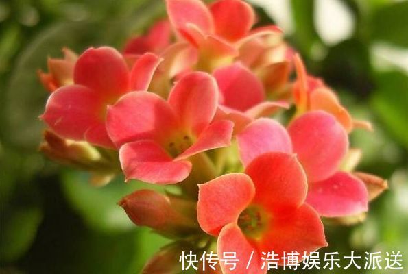 常春藤|喜欢玫瑰，不妨试试“菊中精品”情人菊，似娇艳情人，满满爱意