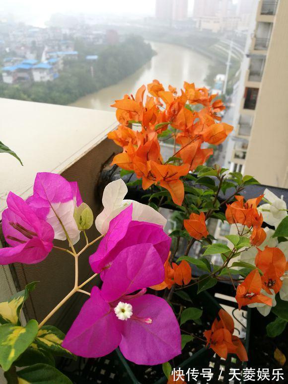 三角梅徒长不开花，也许是浇水的原因吧，新手学会变成开花机器