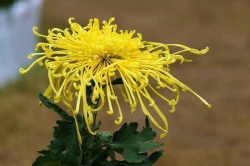 南宋&宋代很难超越的咏菊诗,其中一个千古名句大气磅礴,值得一读再读