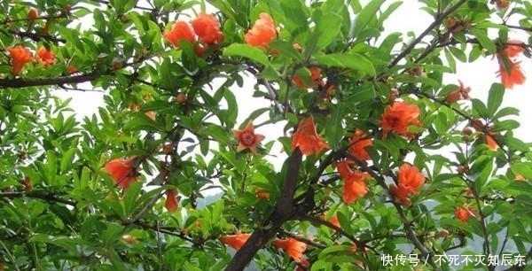 草本植物|庭院植物配置之常用乔木、灌木、藤本及草本植物