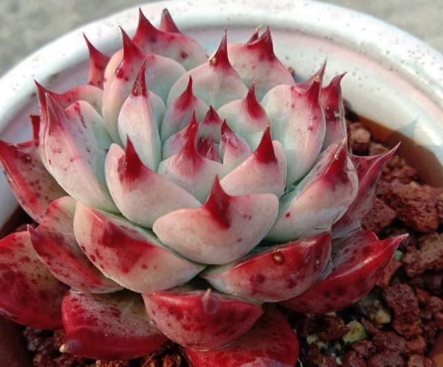 从小|养了5年多肉,从小白变成大神,这些经验送你了