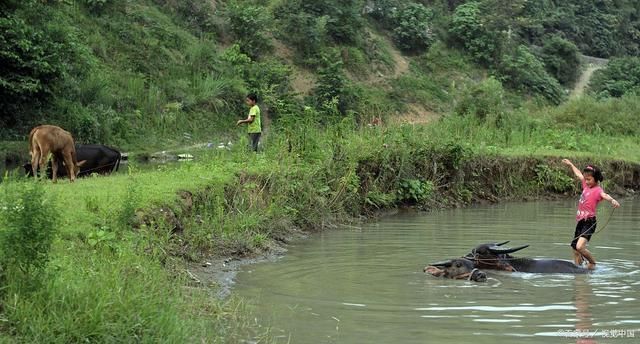 芳茵!农村牧童诗词18首绿色田园牧子悠,闲来牛背入眠休