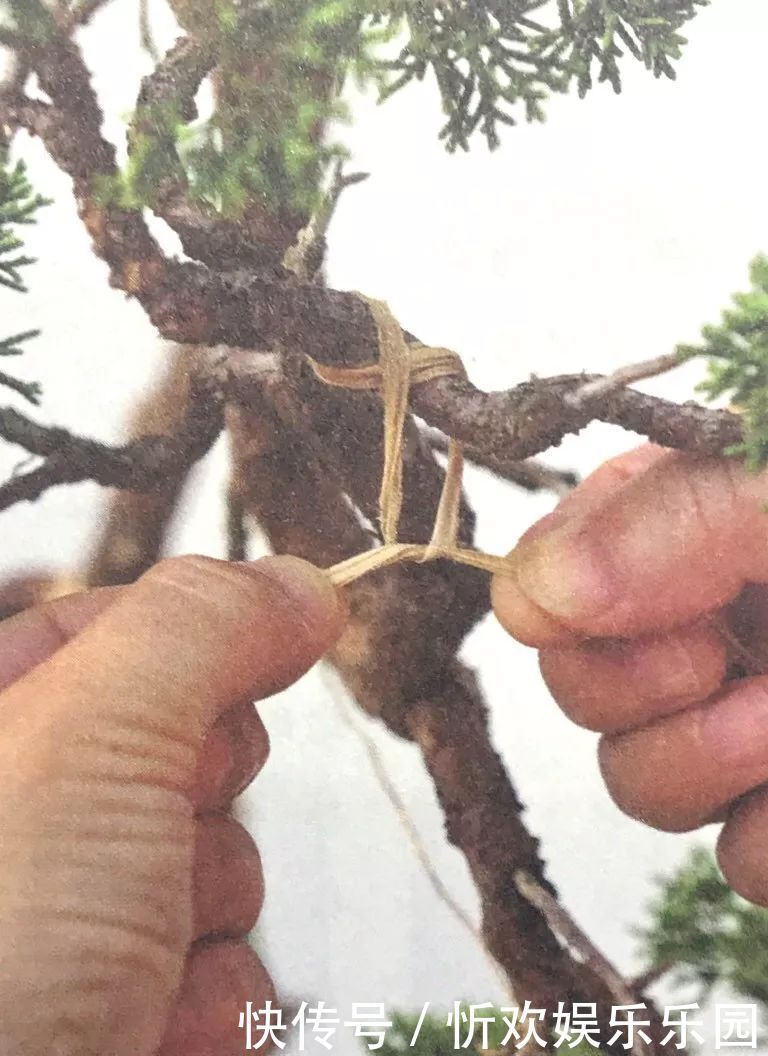 台长文|盆景枝干弯曲上翘的最佳方法,既简单又高效,同时拆除更方便!