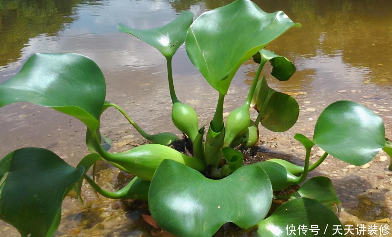 危害|花盆里有些“杂草”，都是大祸害，见了赶紧拔，危害大