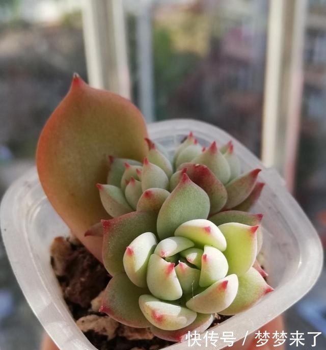 爱多|爱多肉,爱生活,心情自然好