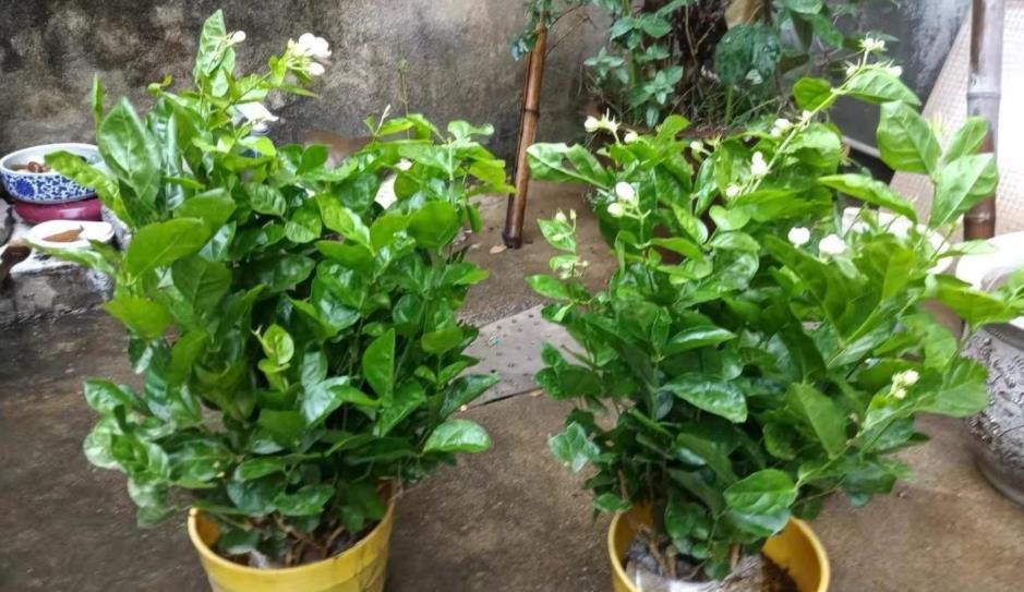 茉莉|夏季养茉莉,想花开爆盆,芳香四溢,盆栽管理得注意此3点
