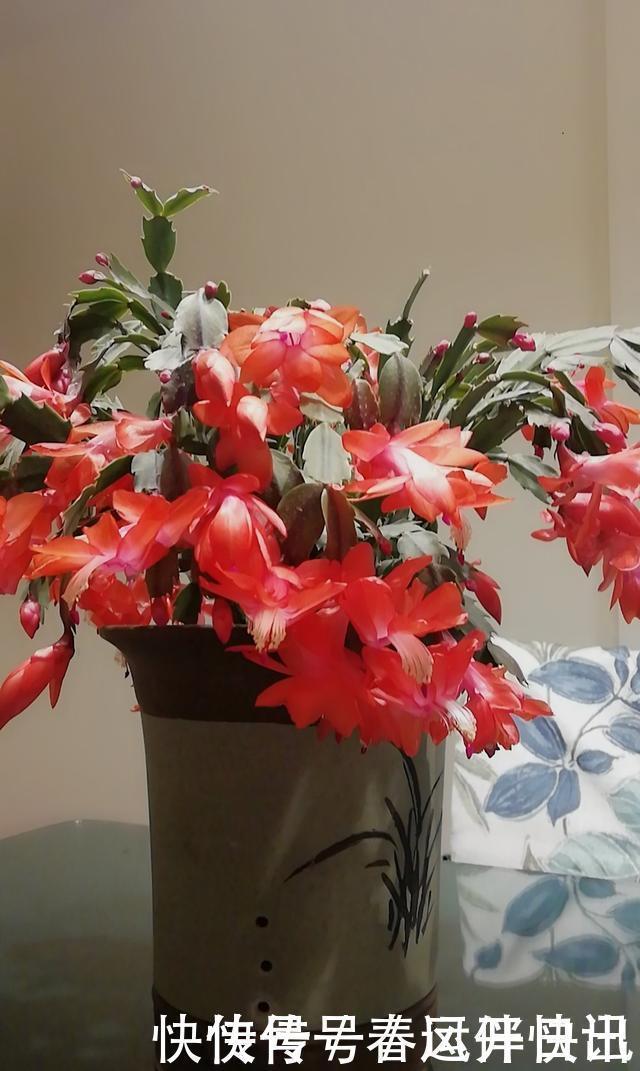 浇水|多年的蟹爪兰,勤做三动作,重新缀化,叶插苗养成繁花小老桩