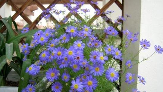 种子发芽温度|养花却不知道什么时候播种,看了此个就知道了