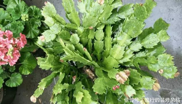 蟹爪兰喝点它,秋天连开100朵,叶子肥得直滴油