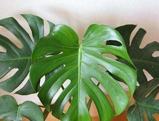 室内“3种花”一见光就烂根,只要摆角落,一年四季“翠亮如春”