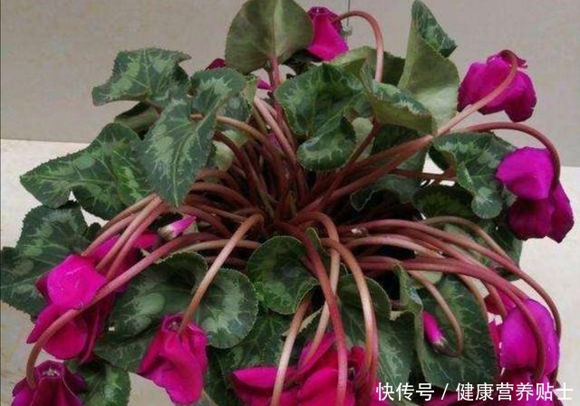 仙客来不用年年买,开完花后做好4个“步骤”,还能再次长叶开花!