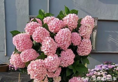 枝繁叶茂|6月养绣球花,三件事趁早做,开出层叠群花,聪明人都做了