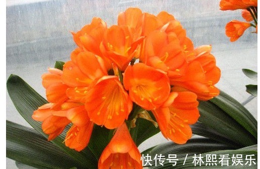 君子兰|以下“4种花”,不要随便送人!个个都是“财神爷”,有钱人都爱