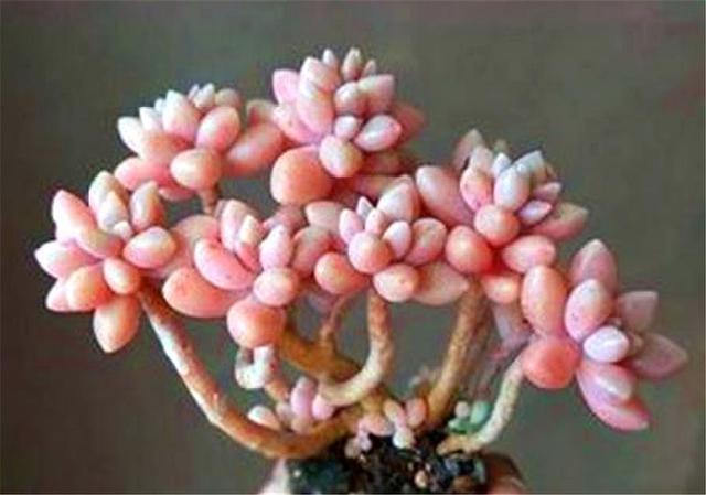 多肉|多肉中的“爆盆之王”,养护掌握6要点,叶子饱满,长成粉色瀑布