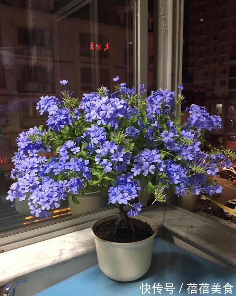 19种常见花“耐寒能力”一览表,天冷要不要“入室”,看看就知道