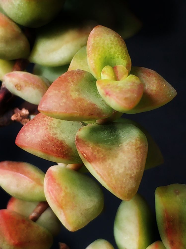 成长|与多肉一起走过的日子,见证多肉的成长过程!