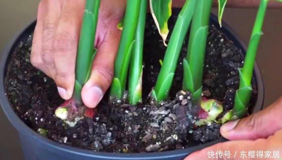 阳台盆栽生姜,简单4步走,叶绿当花赏,不用再去买,自给自足