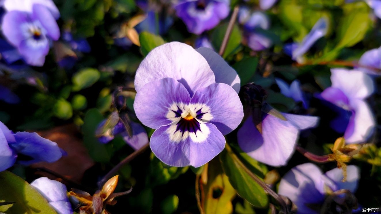 【爱卡踏青季】花枝俏