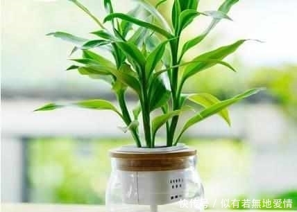 适合水培6种的植物，新手也不担心会养死，你会选哪种？