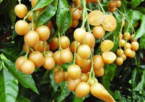 消炎|晚上当零食吃几颗,一个月下来,止咳化痰,消炎杀菌,夏天不咳嗽