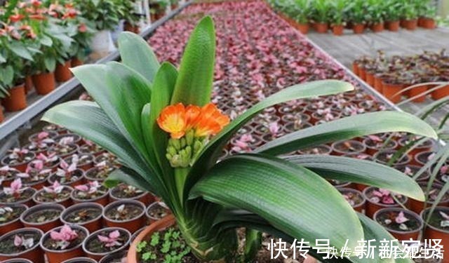 废油|给君子兰加点营养,长出大白根开花呼呼旺,开花也多了!