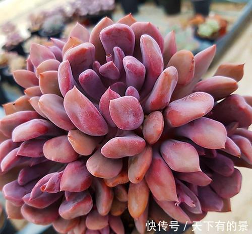 叶片|20款高贵梦幻紫色多肉,养一盆“紫气东来”,总有一款是你喜欢的