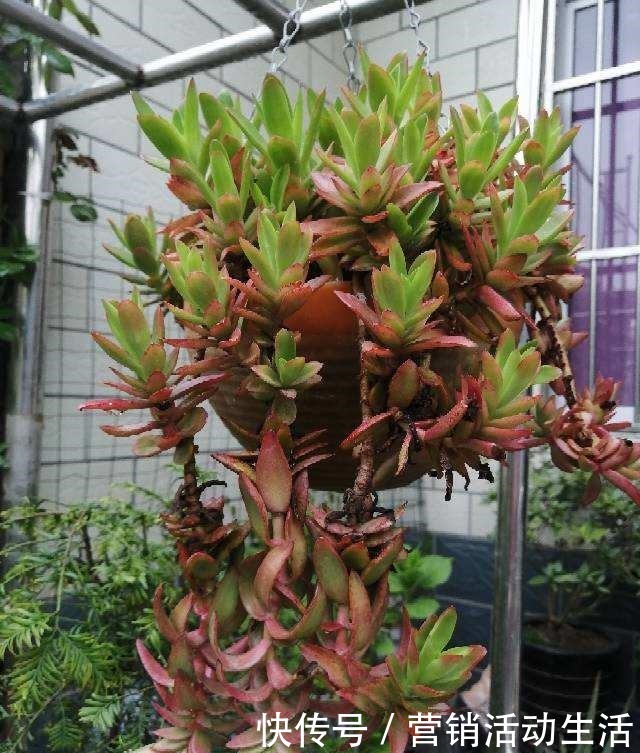 3种花不能养老桩,开花越来越少,最后只剩光杆!