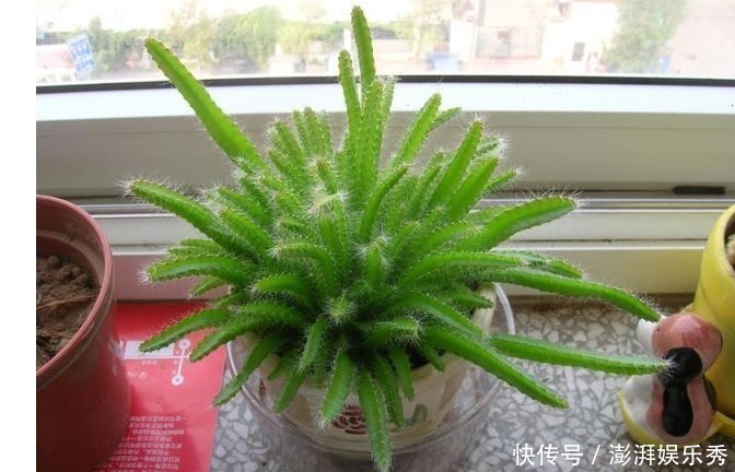 以下8种水果的种子,随便一种就是漂亮的花卉盆景,比买的还漂亮