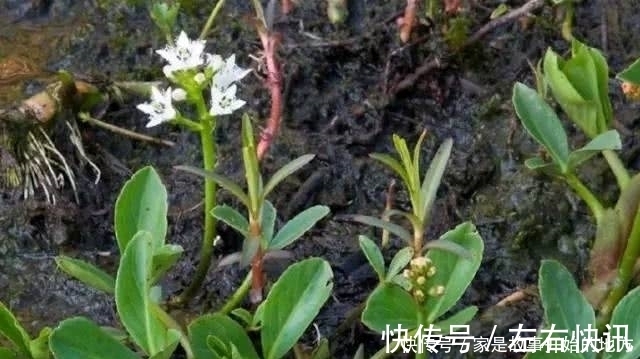 怪草|农村有种怪草,人吃了就想睡,失眠的人把它当成宝