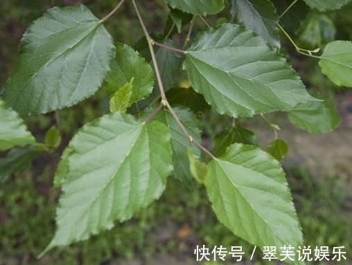 良藥|鄉下常見的樹葉，是治療高血糖的良藥，常吃血糖蹭蹭往下降！