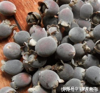 野果|这5种野果,正在渐渐消失,你叫得出名字的有几种,吃全了的不多